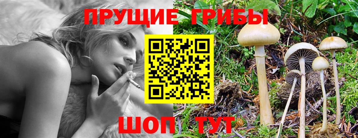 Галлюциногенные грибы Cubensis  Вход с VPN  Павлово 